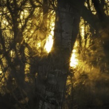 Das goldene Flüstern des Waldes – Fine Art Print von Ulrich Roth