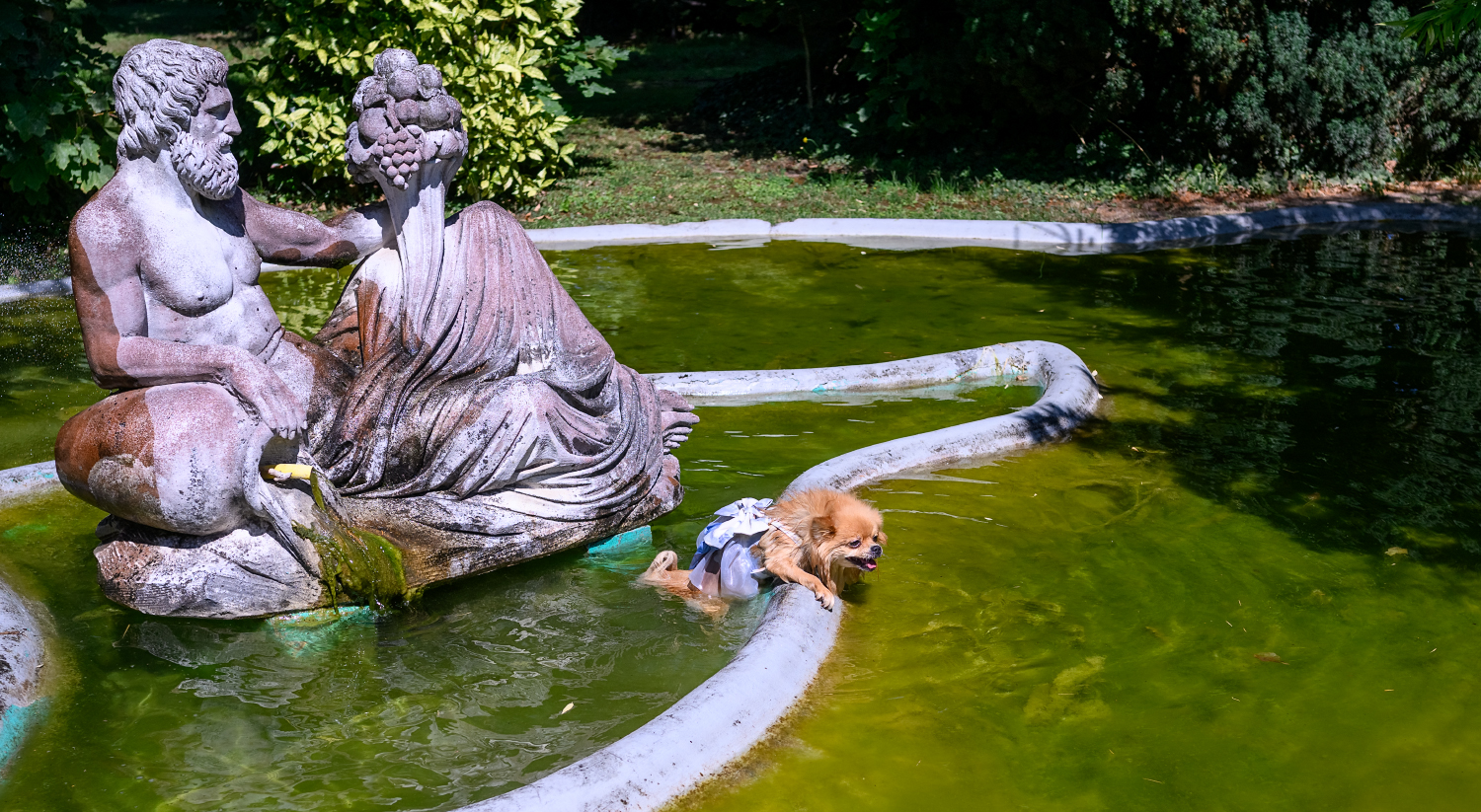 Ringhund der Braut im Teich des Schlosses Edesheim während einer Sommerhochzeit am 08.08.2025, versucht am Rand herauszuklettern