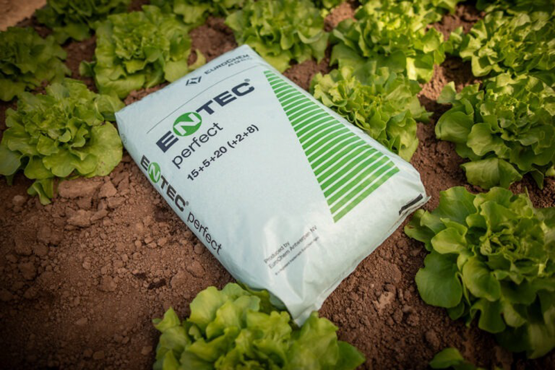 Produktfotografie eines Düngersacks im Gemüsebeet zwischen Salatpflanzen – Ulrich Roth Businessfotografie